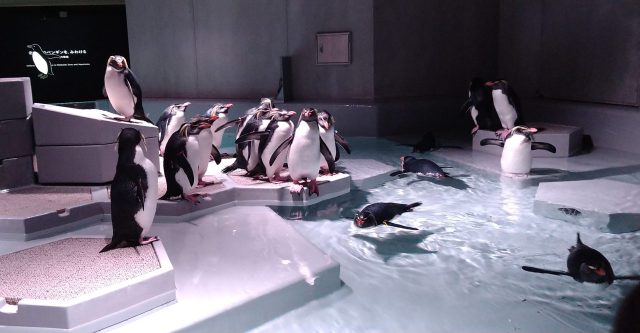 AOAO SAPPORO🐧
