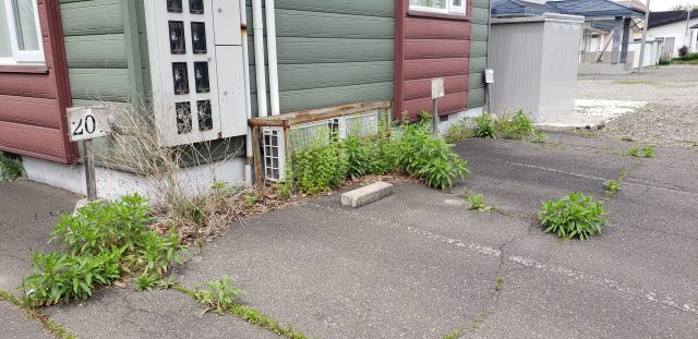 『いざ雑草退治へ🚙』