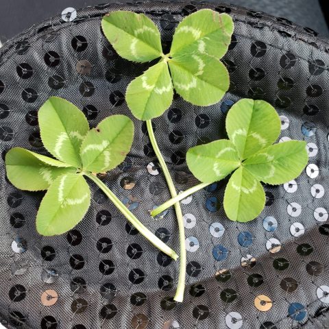 『幸せの四葉のクローバー🍀』