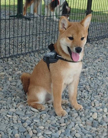 緑ヶ丘公園