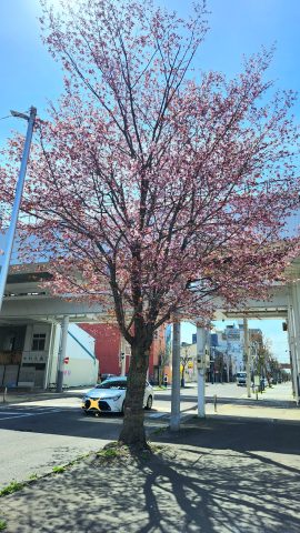 【桜🌸が咲きました】
