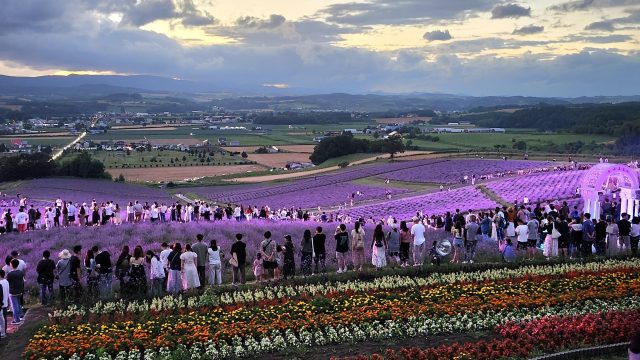 『ラベンダーフェス上富良野』