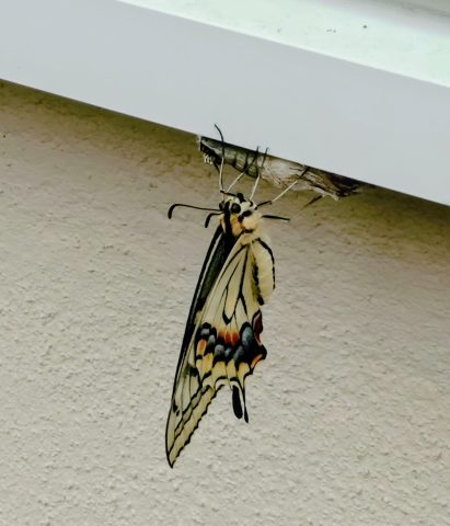 アゲハ蝶🦋