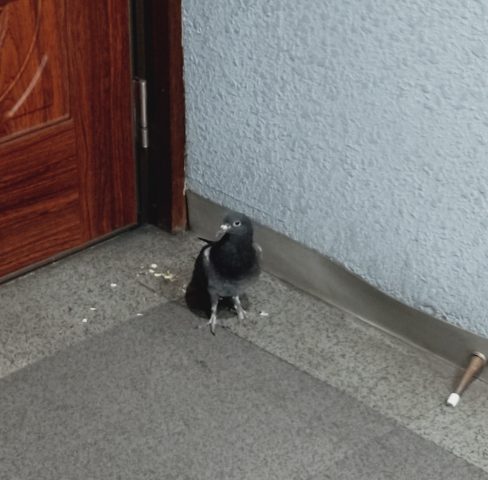 お客様…？